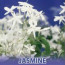 jasmine-swatch