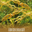 rice_bran-swatch