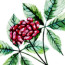 Red_Ginseng-swatch